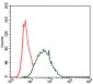 CK5 Antibody