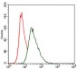 HSF4 Antibody