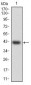 HSF4 Antibody