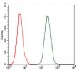 CCL2 Antibody