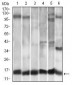 CCL2 Antibody