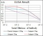 CEBPA Antibody