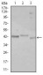 CEBPA Antibody