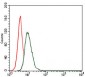 HSP90AA1 Antibody