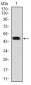 HSP90AA1 Antibody