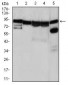 HSP90AA1 Antibody