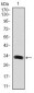 GAB1 Antibody