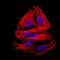 mouse Splunc2 Antibody