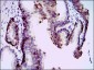 mouse Splunc2 Antibody
