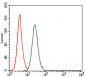 FOS Antibody