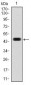 FOS Antibody