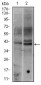 FOS Antibody