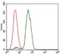 NCK1 Antibody