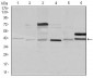 NCK1 Antibody