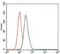 MAP1LC3B Antibody