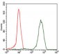 EIF4B Antibody