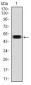 EIF4B Antibody