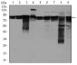 EIF4B Antibody