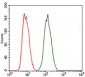 PRKACG Antibody