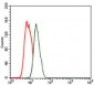 NKX2.2 Antibody