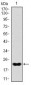 NKX2.2 Antibody