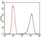 NOS2 Antibody