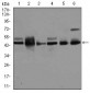 MAPK8 Antibody