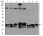 RAB4A Antibody