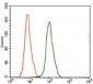 KLK3 Antibody