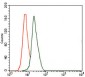 DLL4 Antibody