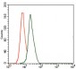 DLL4 Antibody