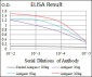 MELK Antibody