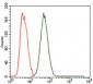 MELK Antibody