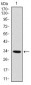 MYF6 Antibody