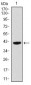 PAX5 Antibody