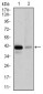 PAX5 Antibody