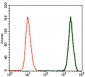 DCX Antibody