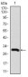 DCX Antibody