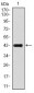 GRIA2 Antibody