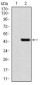 GRIA2 Antibody