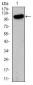 GRIA2 Antibody