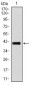 TGFb1 Antibody