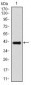 E2F1 Antibody