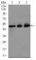 E2F1 Antibody