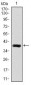 DLL4 Antibody