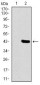 DLL4 Antibody