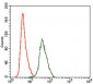 ARHGDIA Antibody