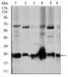 ARHGDIA Antibody