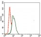 SPI1 Antibody