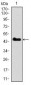 SPI1 Antibody